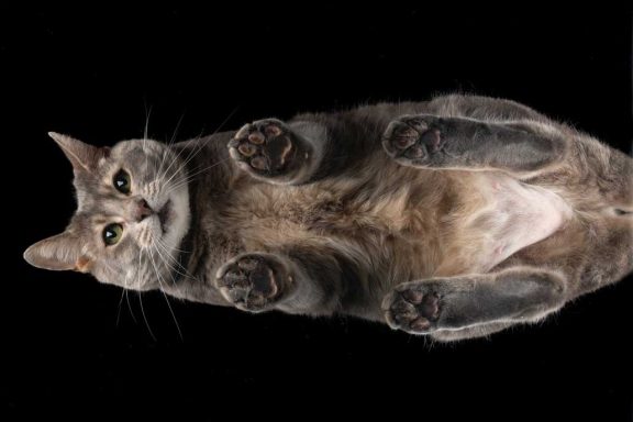 Studio Pet Photography Wiltshire