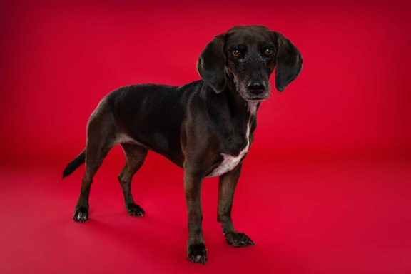 Pet Studio Photography Wiltshire