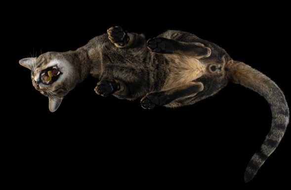 Studio Pet Photography Wiltshire