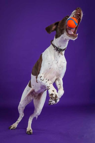 Pet Studio Photography Wiltshire