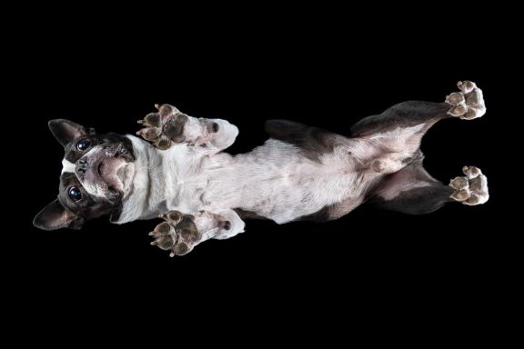 Studio Pet Photography Wiltshire