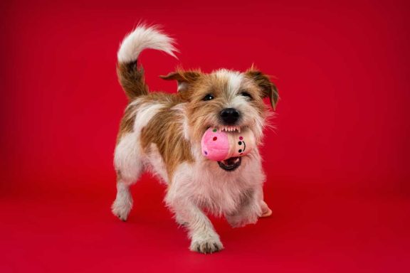 Pet Studio Photography Wiltshire