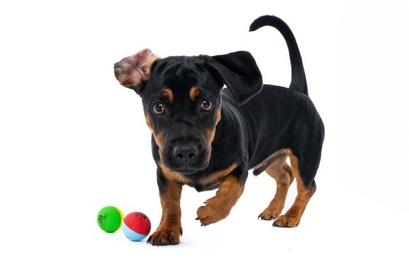 Pet Studio Photography Wiltshire