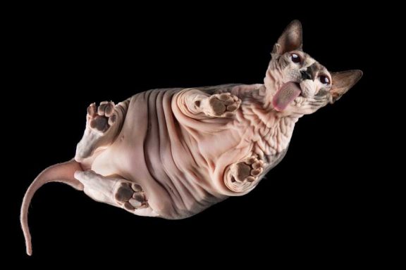 Studio Pet Photography Wiltshire