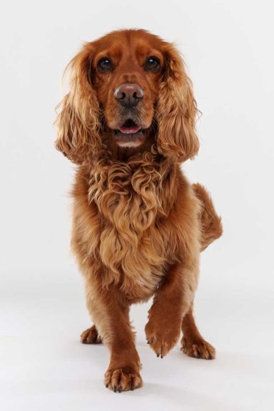 Pet Studio Photography Wiltshire