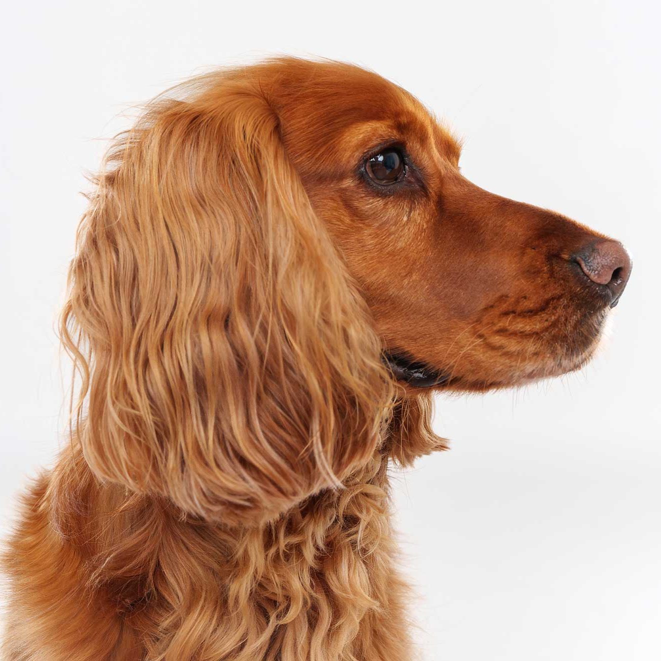 Salisbury Pet Photographer