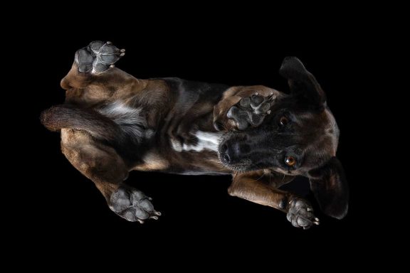 Studio Pet Photography Wiltshire