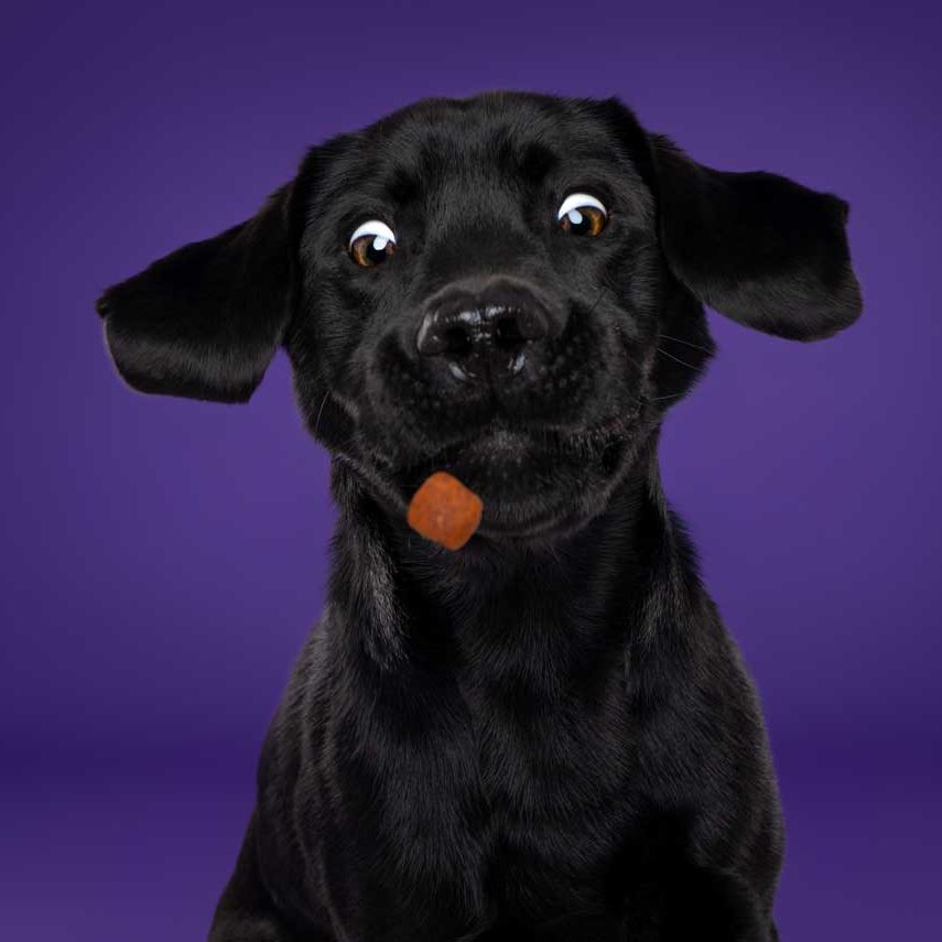 Salisbury Pet Photographer