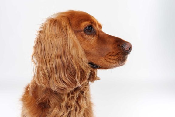 Pet Studio Photography Wiltshire