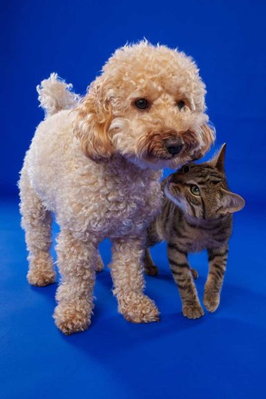 Pet Studio Photography Wiltshire