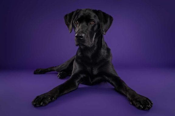 Pet Studio Photography Wiltshire