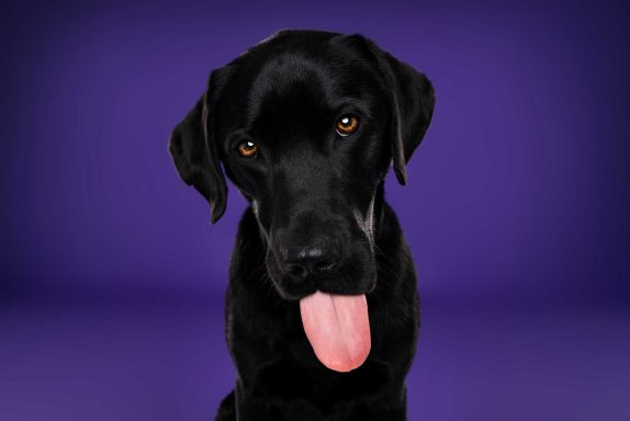 Pet Studio Photography Wiltshire