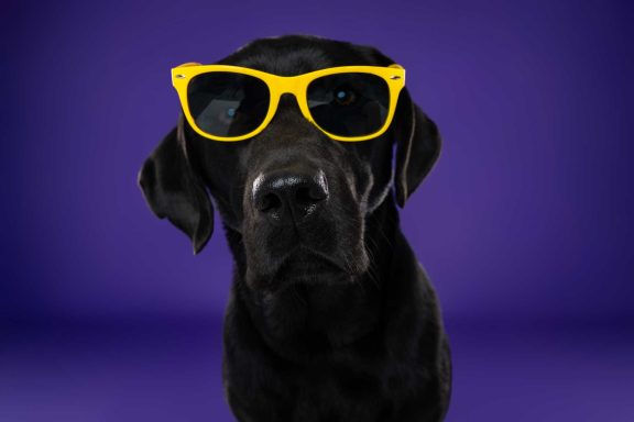 Pet Studio Photography Wiltshire