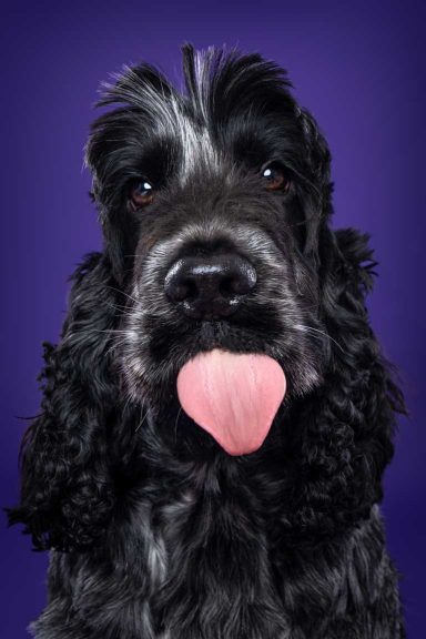Pet Studio Photography Wiltshire