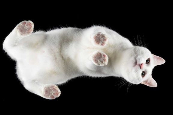 Studio Pet Photography Wiltshire