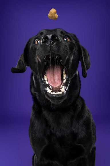 Pet Studio Photography Wiltshire