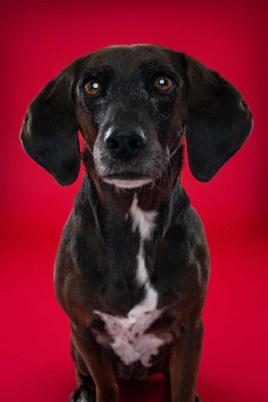 Pet Studio Photography Wiltshire