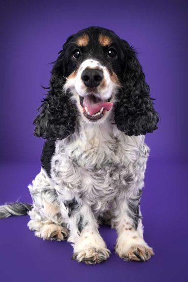 Pet Studio Photography Wiltshire