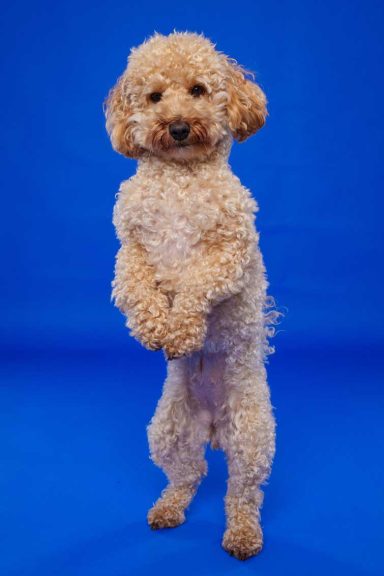 Pet Studio Photography Wiltshire