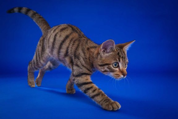 Pet Studio Photography Wiltshire