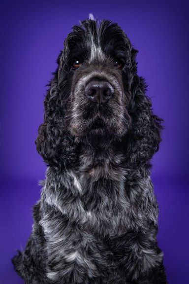Pet Studio Photography Wiltshire