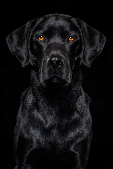 Pet Studio Photography Wiltshire