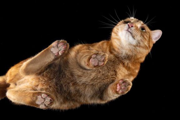 Studio Pet Photography Wiltshire