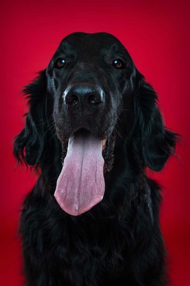 Pet Studio Photography Wiltshire