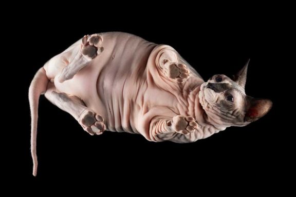 Studio Pet Photography Wiltshire