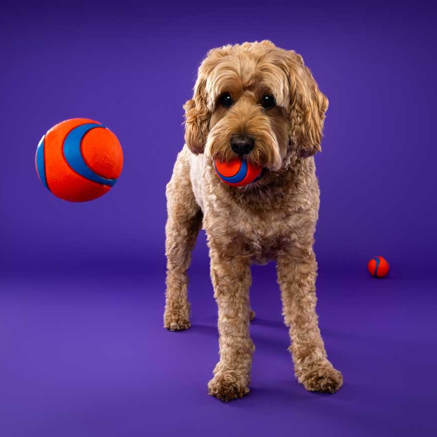 Salisbury Pet Photographer