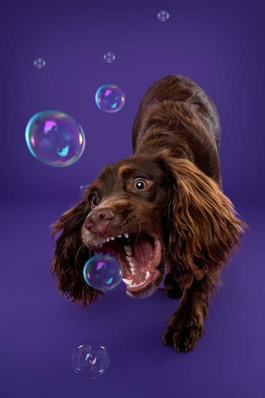 Pet Studio Photography Wiltshire