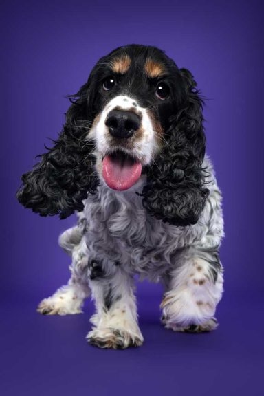 Pet Studio Photography Wiltshire