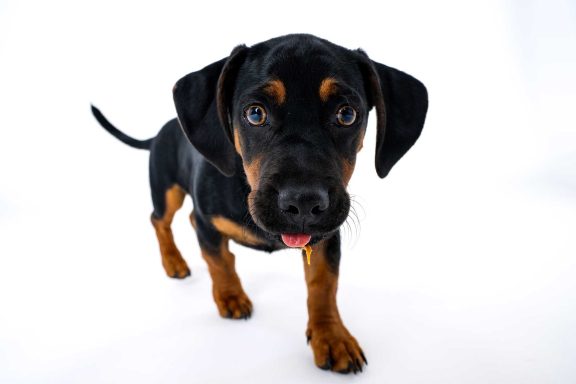 Pet Studio Photography Wiltshire