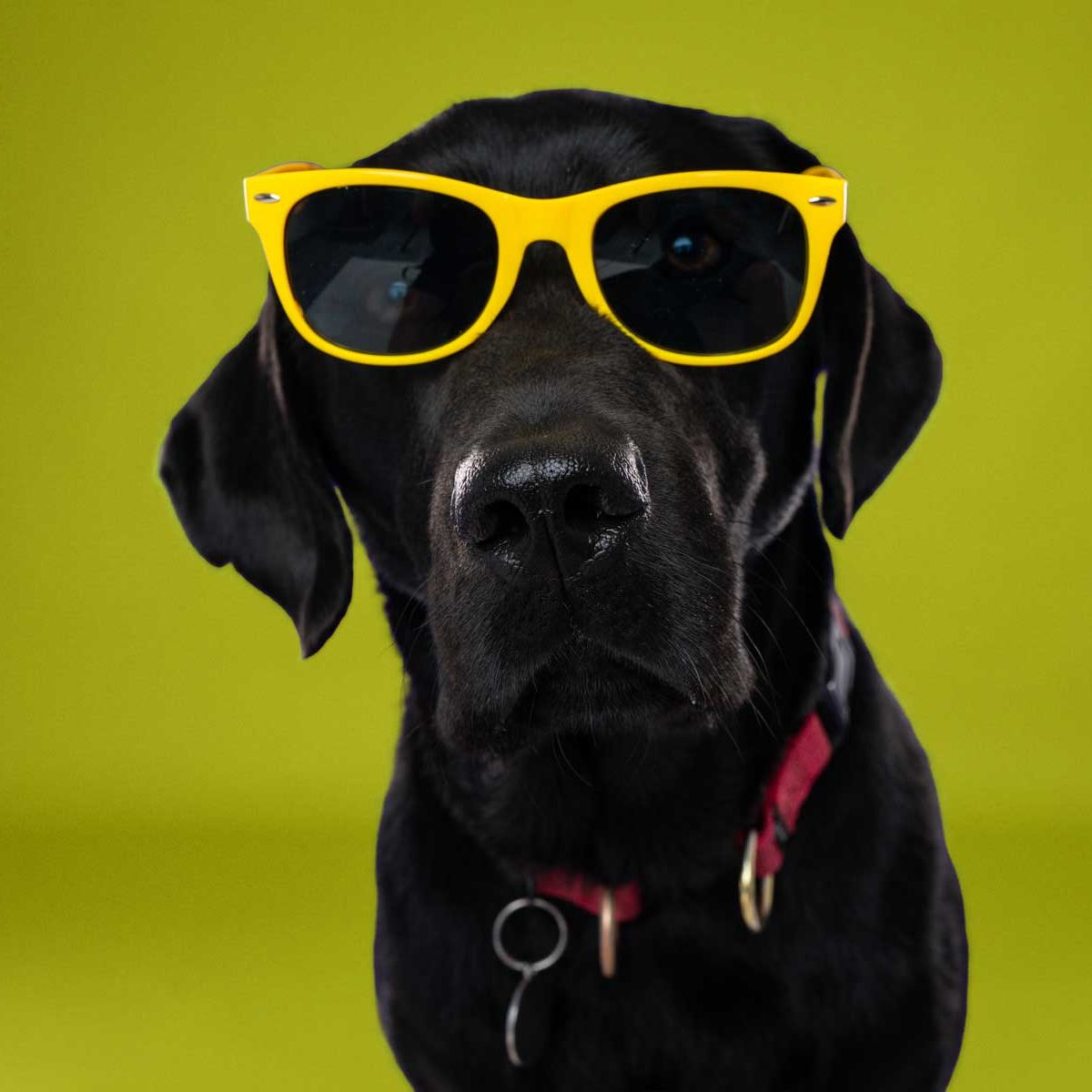 Salisbury Pet Photographer