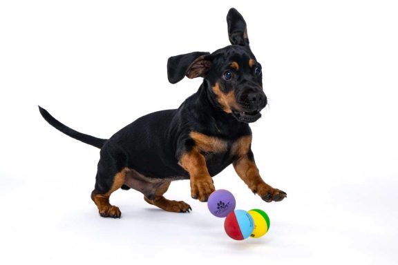 Pet Studio Photography Wiltshire