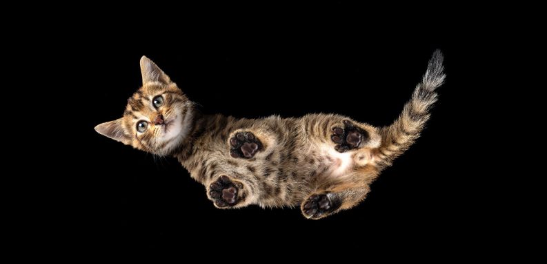 Salisbury Pet Photographer