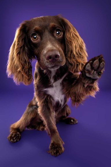 Pet Studio Photography Wiltshire