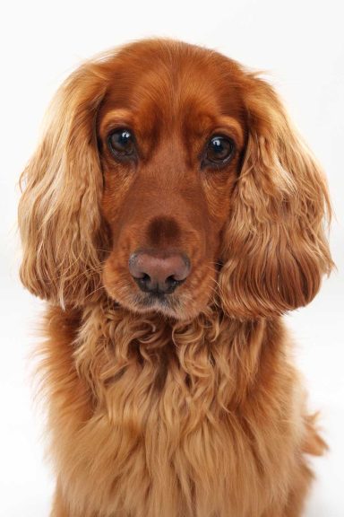 Pet Studio Photography Wiltshire