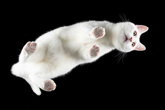 Studio Pet Photography Wiltshire