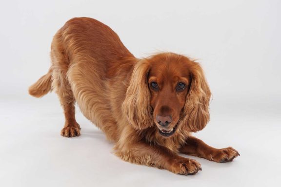 Pet Studio Photography Wiltshire