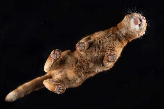 Studio Pet Photography Wiltshire