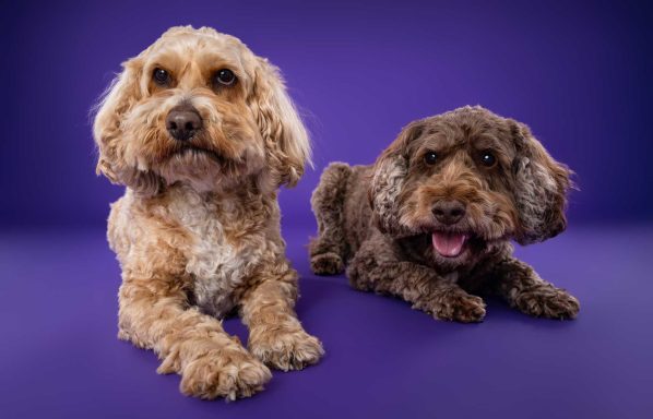 Pet Studio Photography Wiltshire