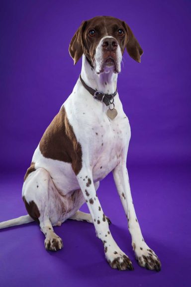 Pet Studio Photography Wiltshire