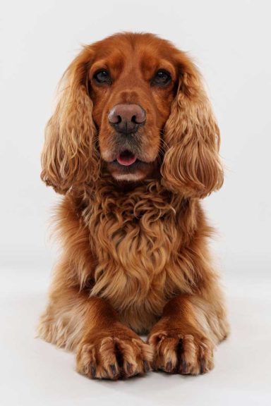 Pet Studio Photography Wiltshire