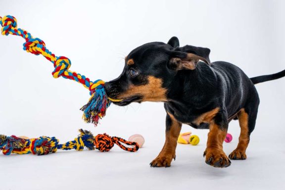 Pet Studio Photography Wiltshire