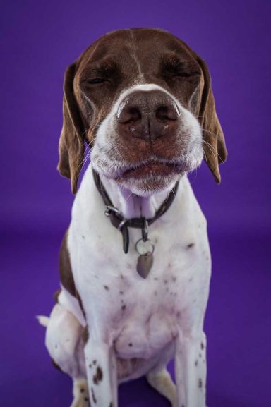 Pet Studio Photography Wiltshire
