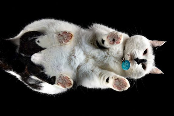 Studio Pet Photography Wiltshire