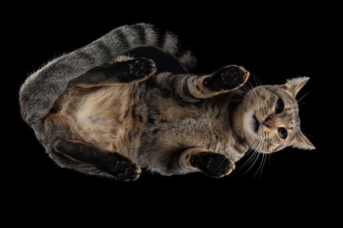 Salisbury Pet Photographer