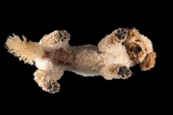 Studio Pet Photography Wiltshire