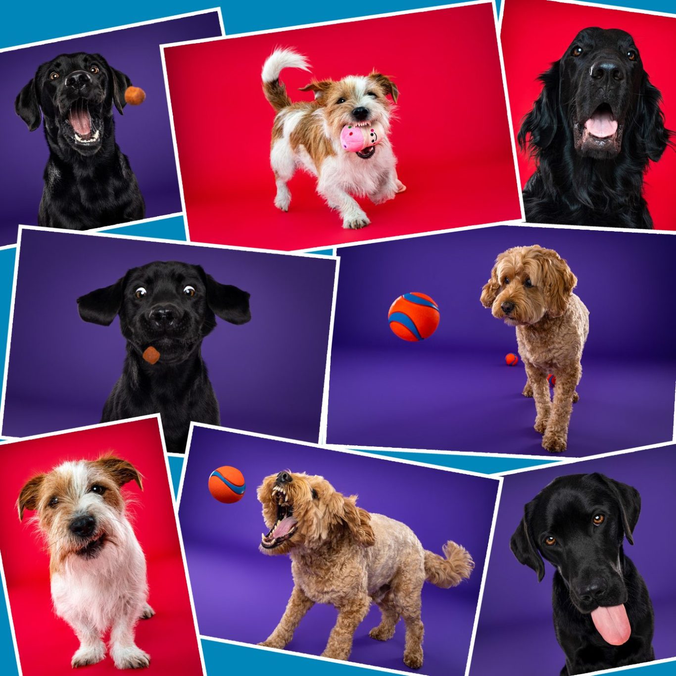 Salisbury Pet Photographer